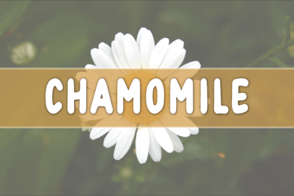 Chamomile: A Natural Display Font for Editorial Design